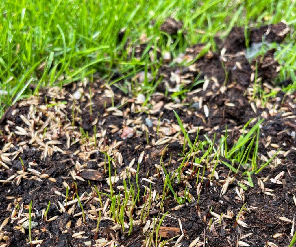 Fresh grass seed being planted in spring