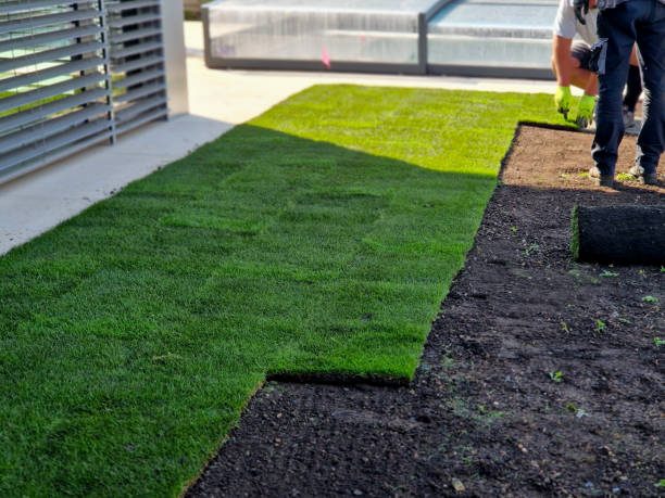 Fresh sod being laid over prepared soil