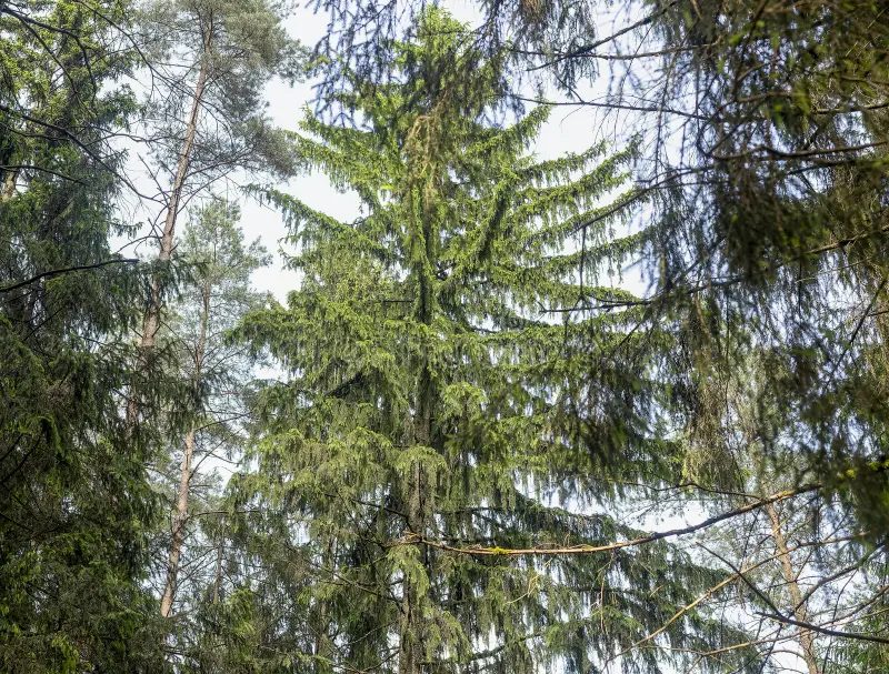 Tall trees being trimmed and shaped